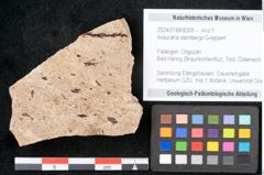 Foto (Objekt + Etikett) von Araucaria sternbergii Goeppert (NHMW-GEO-2024-0188-8309)